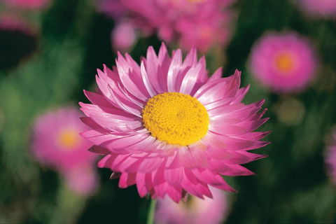 Best Of Perth Wildflower Season Day Trip - Accommodation Australia 5
