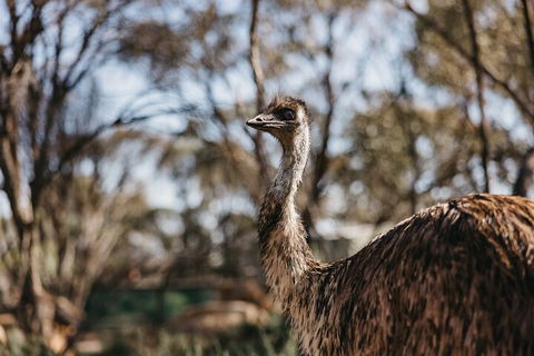 Wave Rock, York, Wildflowers, And Aboriginal Cultural Day Tour From Perth - Accommodation Australia 4