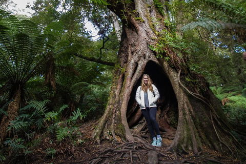 Great Ocean Road Small-Group Ecotour From Melbourne - Accommodation Australia 4