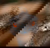 Currumbin Wildlife Sanctuary General Entry Ticket - Local Tourism