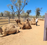 West MacDonnell Ranges Half-Day Small-Group Tour with Camel Ride - Accommodation Australia