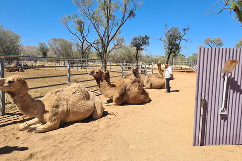 West MacDonnell Ranges Half-Day Small-Group Tour With Camel Ride - Local Tourism 0