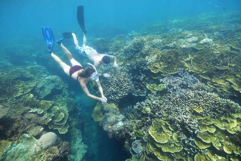 Cruise To Moore Reef Pontoon And Return Helicopter Flight From Cairns - Local Tourism 3