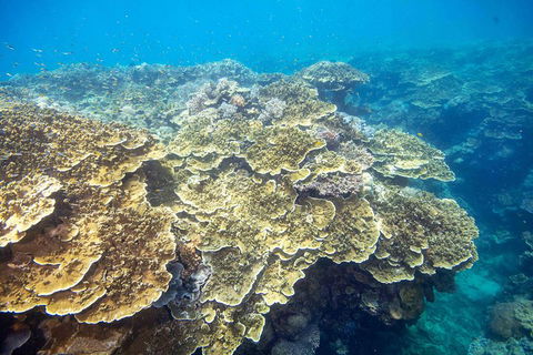 Cruise To Moore Reef Pontoon And Return Helicopter Flight From Cairns - Local Tourism 5