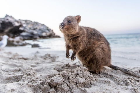Rottnest Island All-Inclusive Grand Island Tour From Fremantle - Accommodation Australia 2