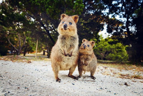 Rottnest Island All-Inclusive Grand Island Tour From Fremantle - Accommodation Australia 5