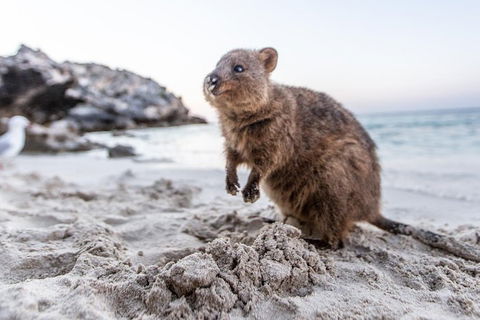 Rottnest Island Bike & Ferry Package From Perth - Accommodation Australia 5