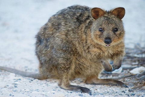 Rottnest Island Bayseeker Day Trip From Perth - Accommodation Australia 2