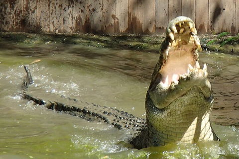 Hartley's Crocodile Adventures Day Trip From Palm Cove - Local Tourism 3