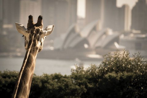 Sydney Harbour Hop On Hop Off Cruise With Taronga Zoo Entry - Local Tourism 5