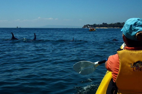 Mornington Peninsula Kayak Coastline Tour Of Dolphin Sanctuary - Australia Shopping 0