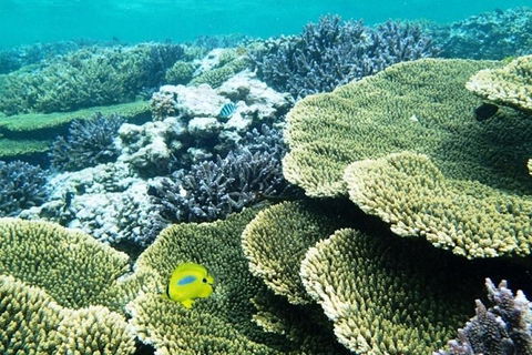 Abrolhos Islands Scenic Flight & Snorkel Adventure From Perth - Accommodation Australia 4