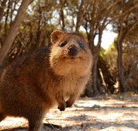 Pinnacles  Rottnest Island Scenic Air  Ground Tour - Local Tourism