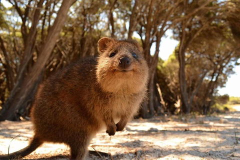 Wave Rock & Rottnest Island - Air & Ground Tour - Accommodation Australia 0