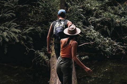 Small Group - 12 Apostles, Otways & Great Ocean Road Day Tour From Melbourne - Accommodation Australia 5