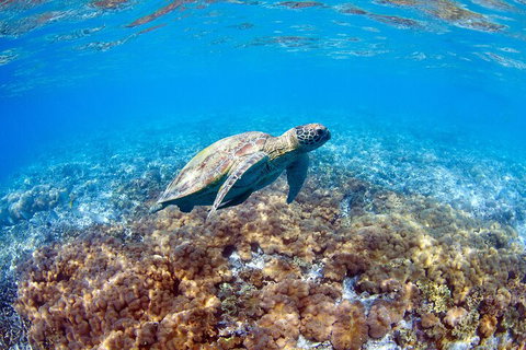Great Barrier Reef Day Cruise To Reefworld - Accommodation Australia 5