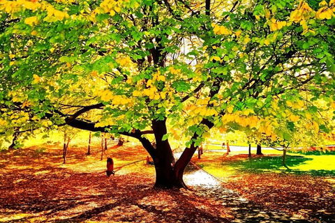Hobart Half-Day Sightseeing Coach Tram Tour - Local Tourism 3
