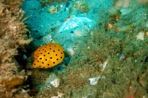 Wave Break Island Scuba Diving On The Gold Coast - Accommodation Australia 3