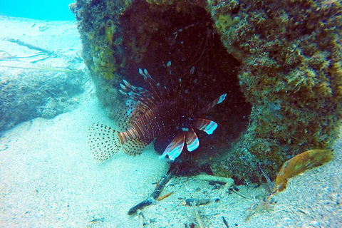 Wave Break Island Scuba Diving On The Gold Coast - Accommodation Australia 5