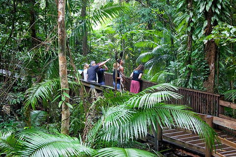 Full Day Daintree Rainforest And Mossman Gorge Tour - Local Tourism 1