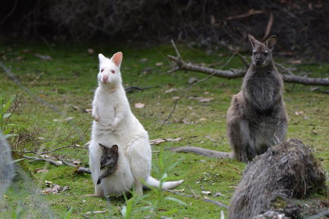 Full-Day Guided Bruny Island Tour From Hobart - Australia Shopping 0
