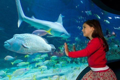 SEA LIFE Melbourne Aquarium Admission Ticket - Accommodation Australia 1