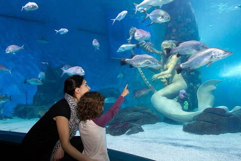 SEA LIFE Melbourne Aquarium Admission Ticket - Accommodation Australia 4