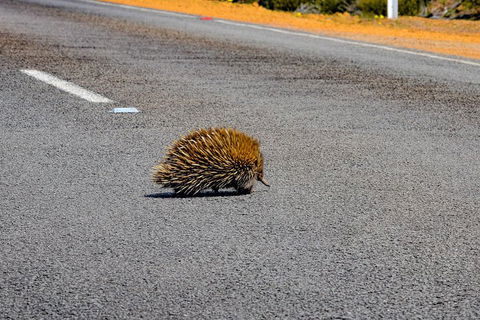 Kangaroo Island Luxury Small Group 'Flinders Chase Focus' Full Day Tour - Local Tourism 3