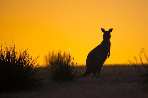 Kangaroo Island Luxury Small Group 'Flinders Chase Focus' Full Day Tour - Local Tourism 5