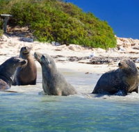 Dolphin Penguin and Sea Lion Cruise - Local Tourism