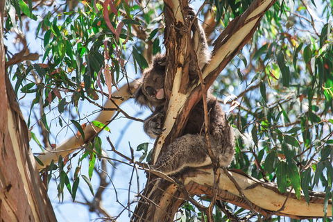 Full-Day Great Ocean Road And 12 Apostles Sunset Tour From Melbourne - Accommodation Australia 2
