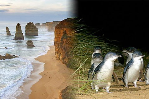 Melbourne Super Saver: Great Ocean Road + Phillip Island + Attraction Pass - Accommodation Australia 0