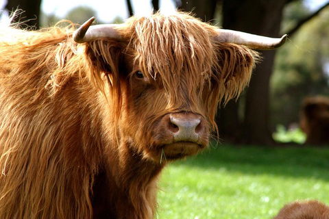 Melbourne Super Saver: Great Ocean Road + Phillip Island + Attraction Pass - Accommodation Australia 1