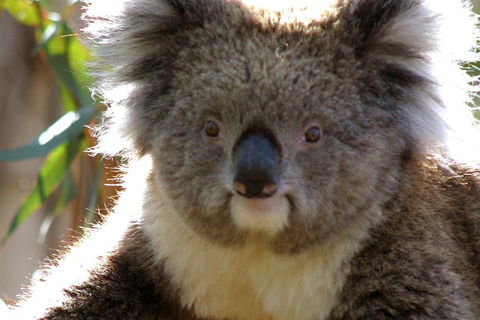 Melbourne Super Saver: Great Ocean Road + Phillip Island + Attraction Pass - Accommodation Australia 3