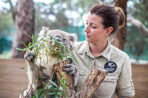 Melbourne Super Saver: Great Ocean Road + Phillip Island + Attraction Pass - Accommodation Australia 4