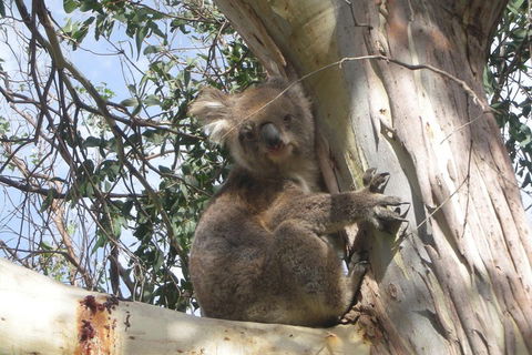 Small-Group Great Ocean Road Classic Day Tour From Melbourne - Accommodation Australia 1