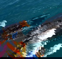 AOC Whale Watching from Broome - Local Tourism