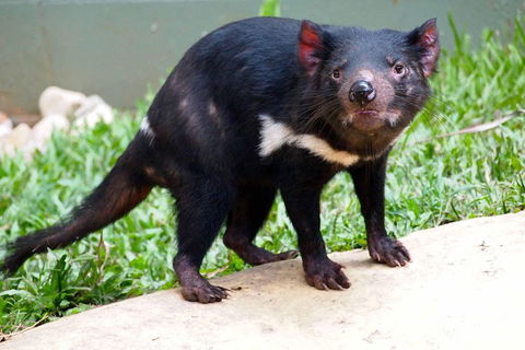 Kuranda Highlights Including Rainforestation Aboriginal Culture And Wildlife - Accommodation Australia 3