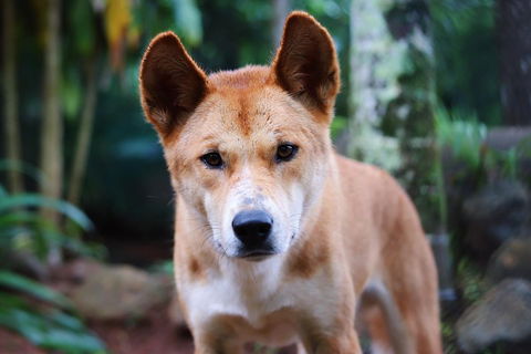 Kuranda Highlights Including Rainforestation Aboriginal Culture And Wildlife - Accommodation Australia 4