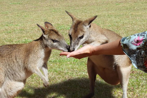 Kuranda Rainforestation & Kuranda Scenic Rail - Accommodation Australia 4