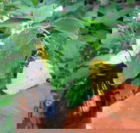 Australian Butterfly Sanctuary- Virtual Interactive Tour With Private Guide