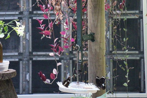 Australian Butterfly Sanctuary- Virtual Interactive Tour With Private Guide - Accommodation Australia 1