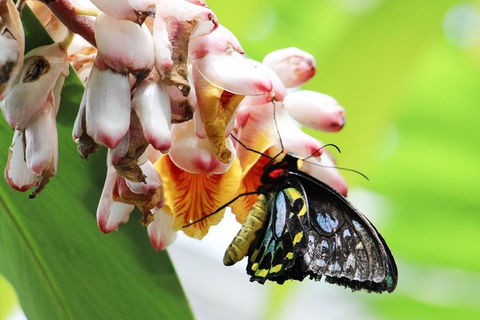 Australian Butterfly Sanctuary- Virtual Interactive Tour With Private Guide - Accommodation Australia 5