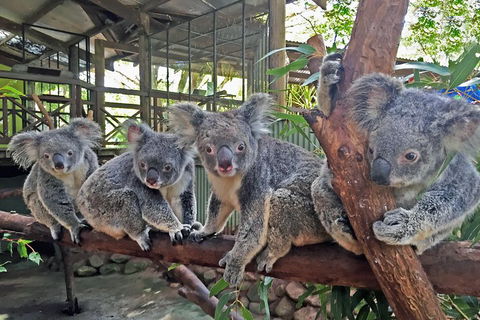 Best Of Kuranda Including Skyrail, Kuranda Scenic Railway And Rainforestation - Accommodation Australia 4