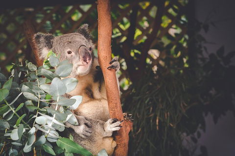 Small-Group Blue Mountains Day Trip From Sydney With Wildlife Park - Local Tourism 2