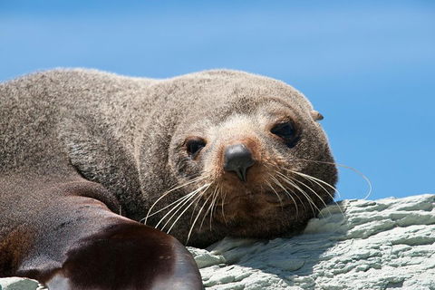 Kangaroo Island 75-Minute Ocean Safari - Accommodation Australia 1