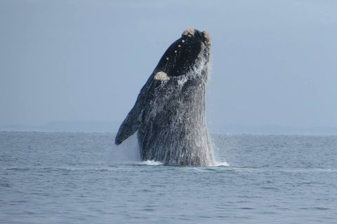 Kangaroo Island 75-Minute Ocean Safari - Accommodation Australia 2