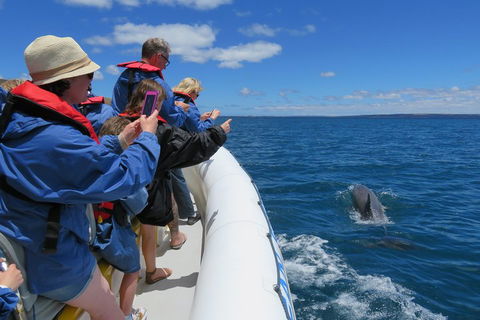 Kangaroo Island 75-Minute Ocean Safari - Accommodation Australia 3