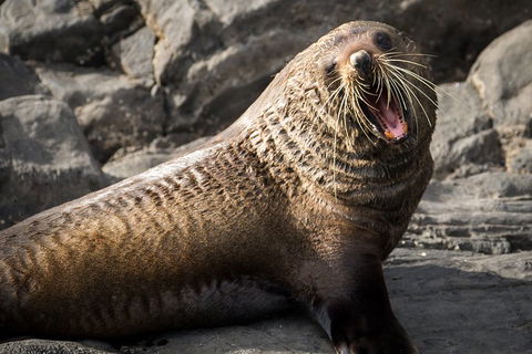 Kangaroo Island 75-Minute Ocean Safari - Accommodation Australia 5