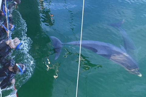 Dolphin Cruise From Adelaide With Optional Dolphin Swim - Accommodation Australia 0